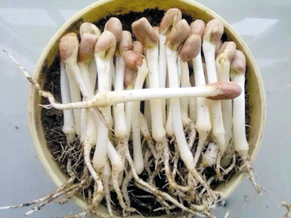 自发花生芽真的味道好